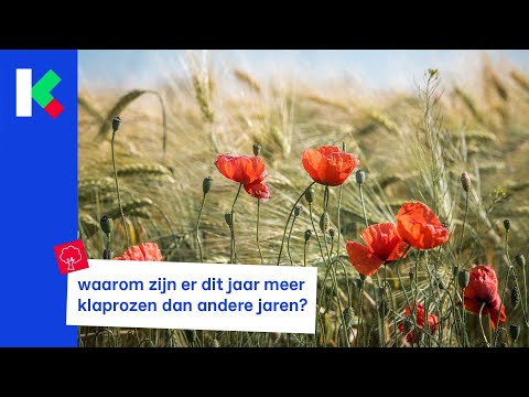 Video: Worden klaprozen in de Bijbel genoemd?