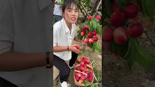 Agriculture Village Fresh Fruit #1147