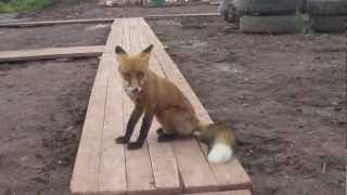 Cute Fox Asking For a Breakfast