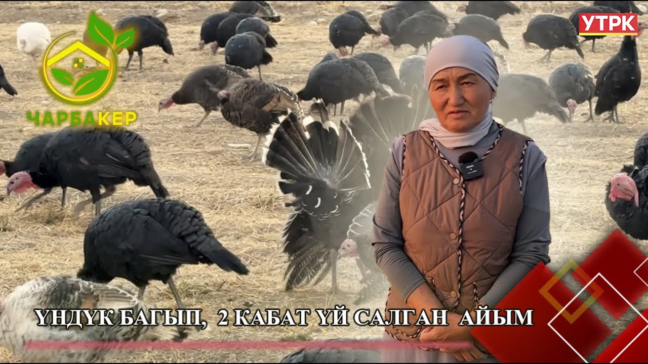 Үндүк багып,  2 кабат үй салган  айым // ЧАРБАКЕР