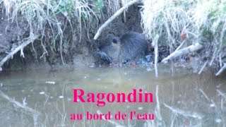 Ragondin au bord de l'eau - Nutria - Nature et son de la campagne - C.K.S.