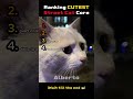 Ranking Cutest Street Cat Core 🐱✨