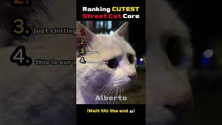 Ranking Cutest Street Cat Core 🐱✨