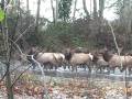 Elk running up the Dosewallips River