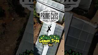 Rasta Cruz Farm Lemon Tree Organics Tour