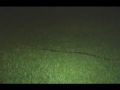 Constrictor Snakes