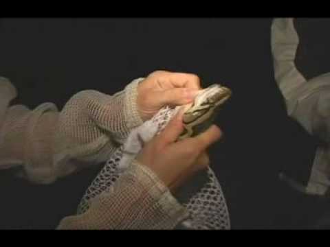 Constrictor Snakes