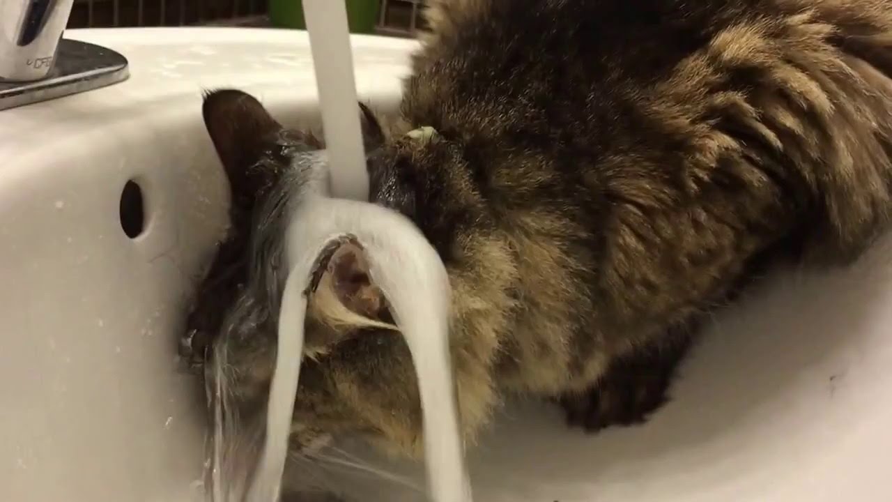 Snax Only Drinks From The Sink Youtube