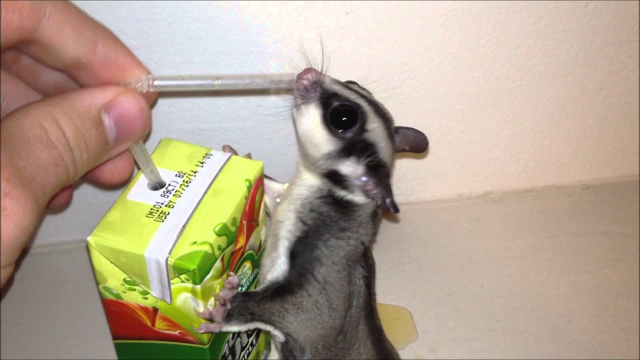 Baby Sugar Glider