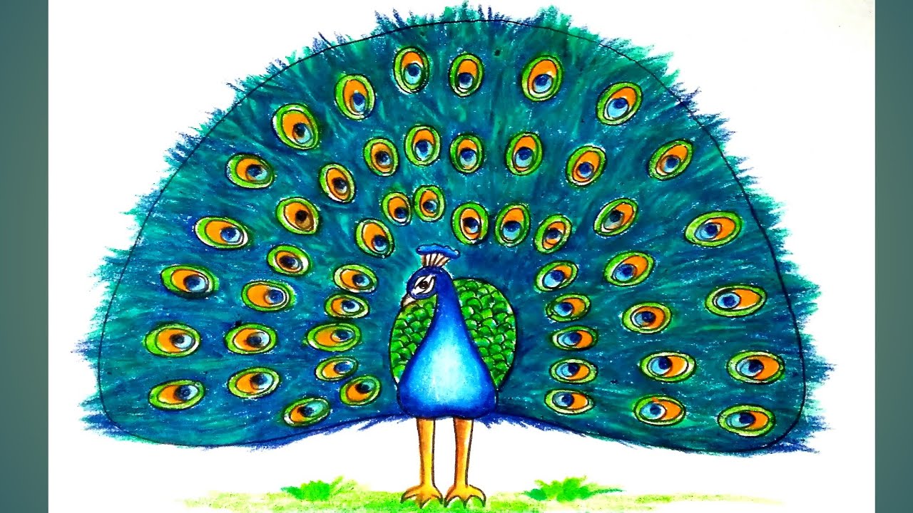 How to draw a peacock step by step with oil pastels/Peacock drawing ...