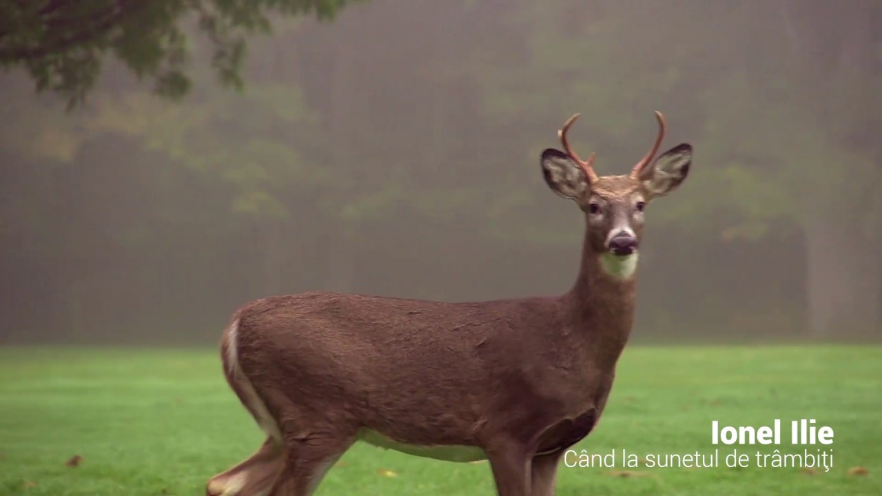 Ionel Ilie - Cand la sunetul de trambiti ileum
