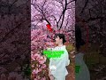 WHY April Is the Most Beautiful Month in Japan #japan #shorts #usa
