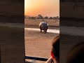 Hyenas Tried To Attack But The Hippo Farted Them All Away