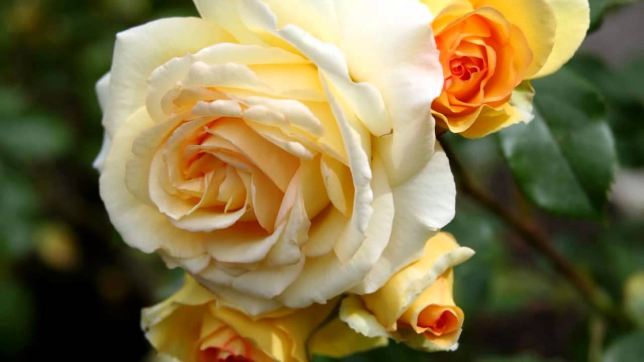 Francis Lai -- Melissa