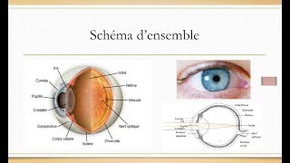 L'ANATOMIE DE L'OEIL (les bases à connaître)