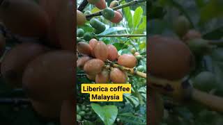 Download Lagu Kopi Liberica Malaysia MP3