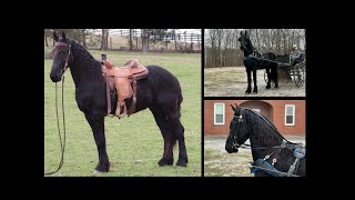 Black Stallion Friesian Horse For Sale