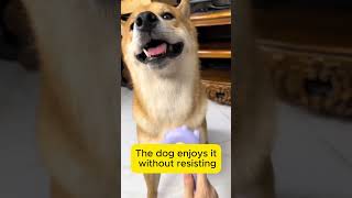 This Pet Grooming Brush Will Change Your Life!