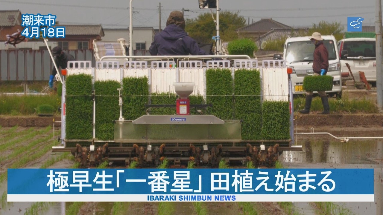 Rice planting begins for the extra-early maturing 