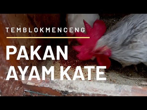 Budidaya Ayam Kate