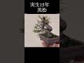 実生15年の黒松盆栽 #盆栽 #bonsai