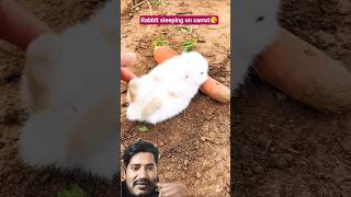 Rabbit Sleeping On Carrut