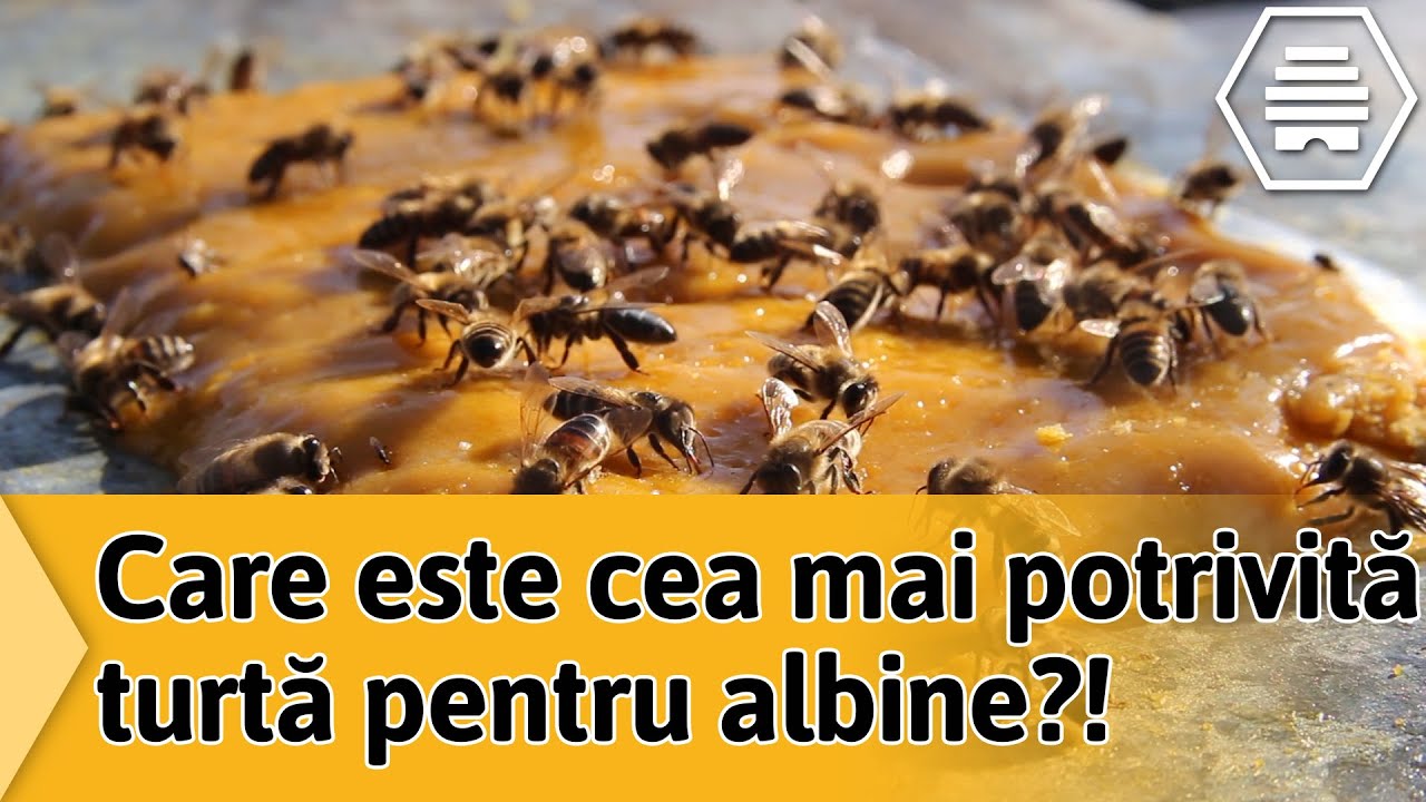 Care este cea mai potrivita turta pentru albine?!