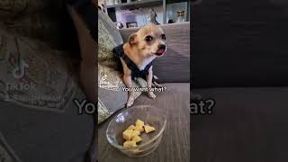 Chihuahua Dramatic For Treat