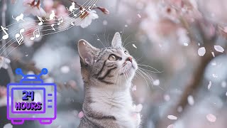 Calming Music for Cats with Anxiety! Deep Soothing Music for Anxious, ill and Stressed Cats #13 by Dream Relax My Cat 3,070 views 3 weeks ago 24 hours