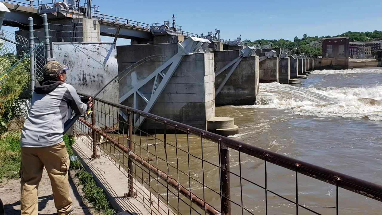 asian-carp-youtube
