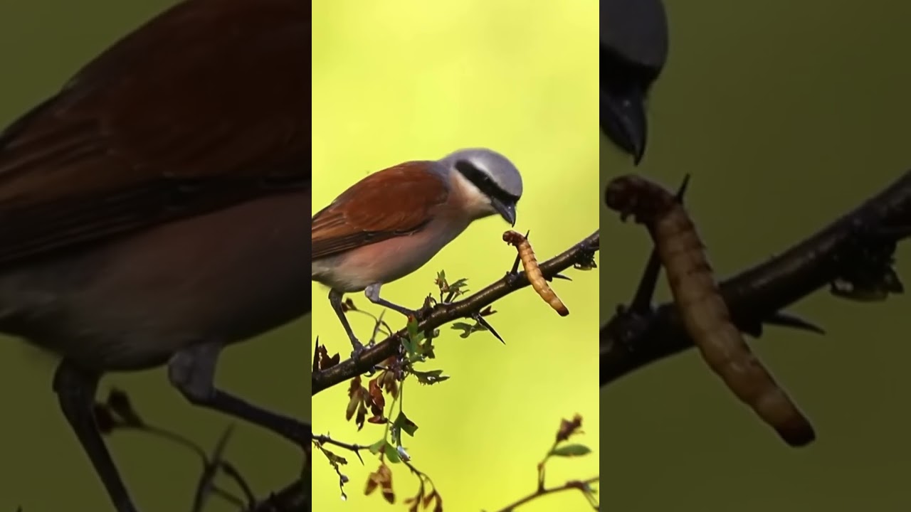 Shrike who likes to hang food on branches.