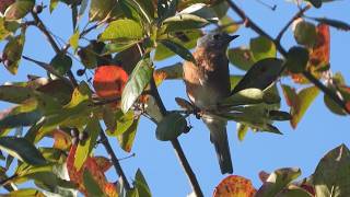 The Ultimate Berry Struggle! 🫐 Eastern Bluebird vs. Berry | Birds 197