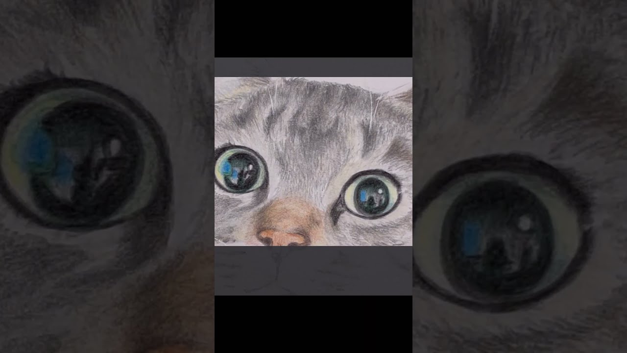 Realistic cat drawing colord pencil イラスト【色鉛筆画