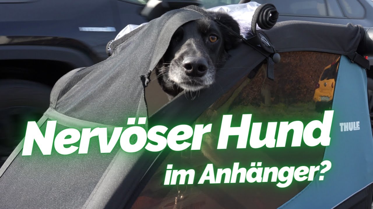 Thule Courier Kinder- und Hundefahrradanhnger im Test