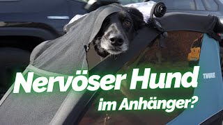 Thule Courier Kinder- und Hundefahrradanhnger im Test