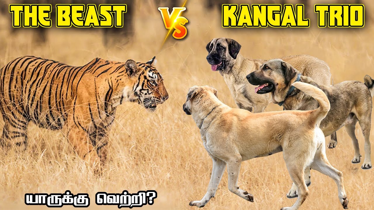 Siberian Tiger vs 3 Turkish Kangal Dogs in Tamil Savage Empire YouTube