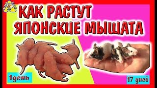 КАК РАСТУТ ЯПОНСКИЕ танцующие МЫШКИ LOL ? / с 1 по 17 день за 7 минут / МЫШАТА LOL pets / Алиса Изи КАК РАСТУТ ЯПОНСКИЕ танцующие МЫШКИ LOL ? / с 1 по 17 день за 7 минут / МЫШАТА LOL pets / Алиса Изи