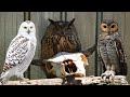 أشهر طيور البوم حول العالم رحلة عبر أجمل وأغرب أنواع طيور الليل الطيور الجارحة 