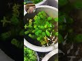 DIY Planter Fish Tanks That Actually Survive #gardening #aquatic #diy