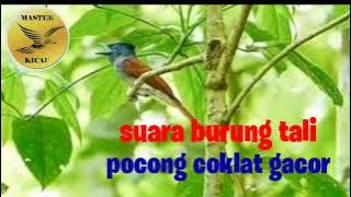 Suara burung tali pocong coklat gacor