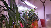 Elen S Adenium pluS