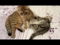Мама Ника и плюшка. Шотландские вислоухие  кошки. Nick and bun&#39;s mom. Scottish fold cats.