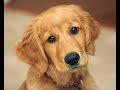 Почему золотистые ретриверы - самые милые собаки