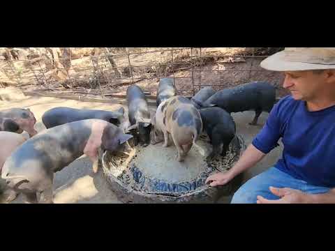 Engorda DE SUÍNOS Com Trato SUSTENTÁVEL.