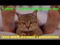 КОТЫ НОЧНЫЕ ХРАНИТЕЛИ НОГ   Мистика и реальность CATS NIGHT THE KEEPERS LEGS