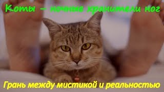 КОТЫ НОЧНЫЕ ХРАНИТЕЛИ НОГ   Мистика и реальность CATS NIGHT THE KEEPERS LEGS