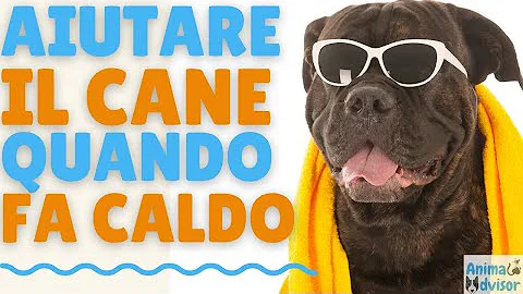 Come bagnare i cani quando fa caldo?