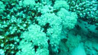 Anemonia sp DB02