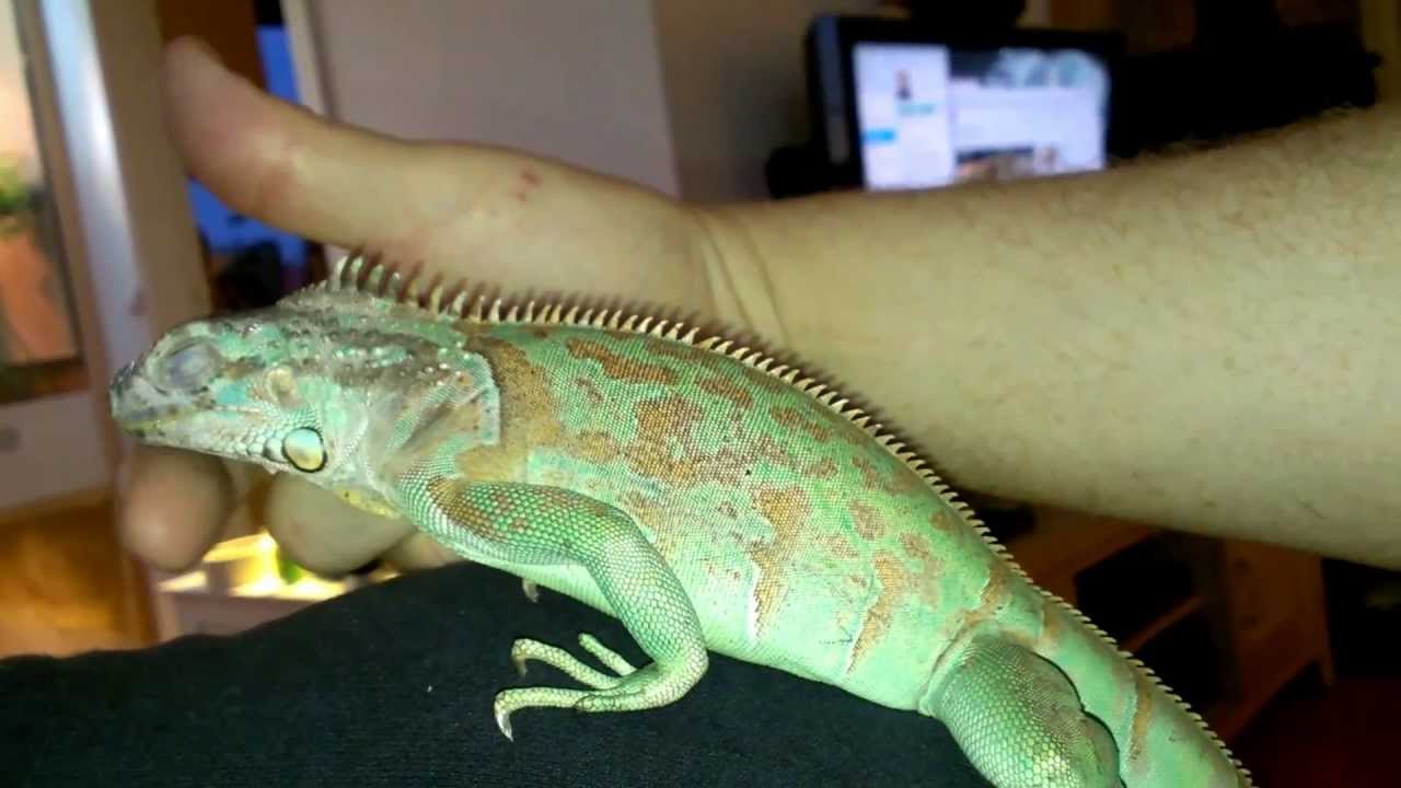 iguana blue diamond