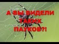 Пауки и паучата в утренней паутине. Нарезки видео для монтажа